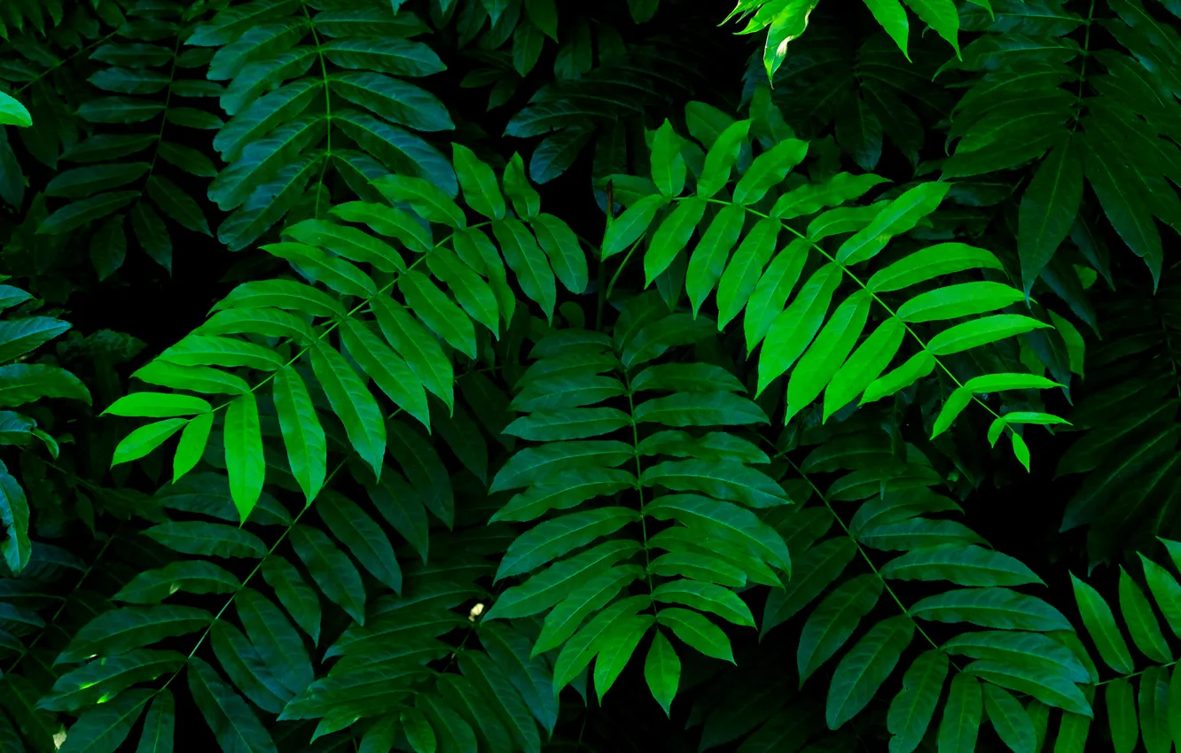 Фото обои green, leafs, plant, twigs