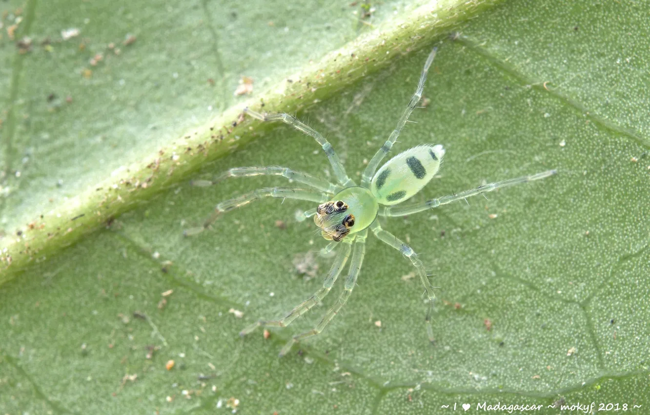 Фото обои зелень, макро, лист, паук