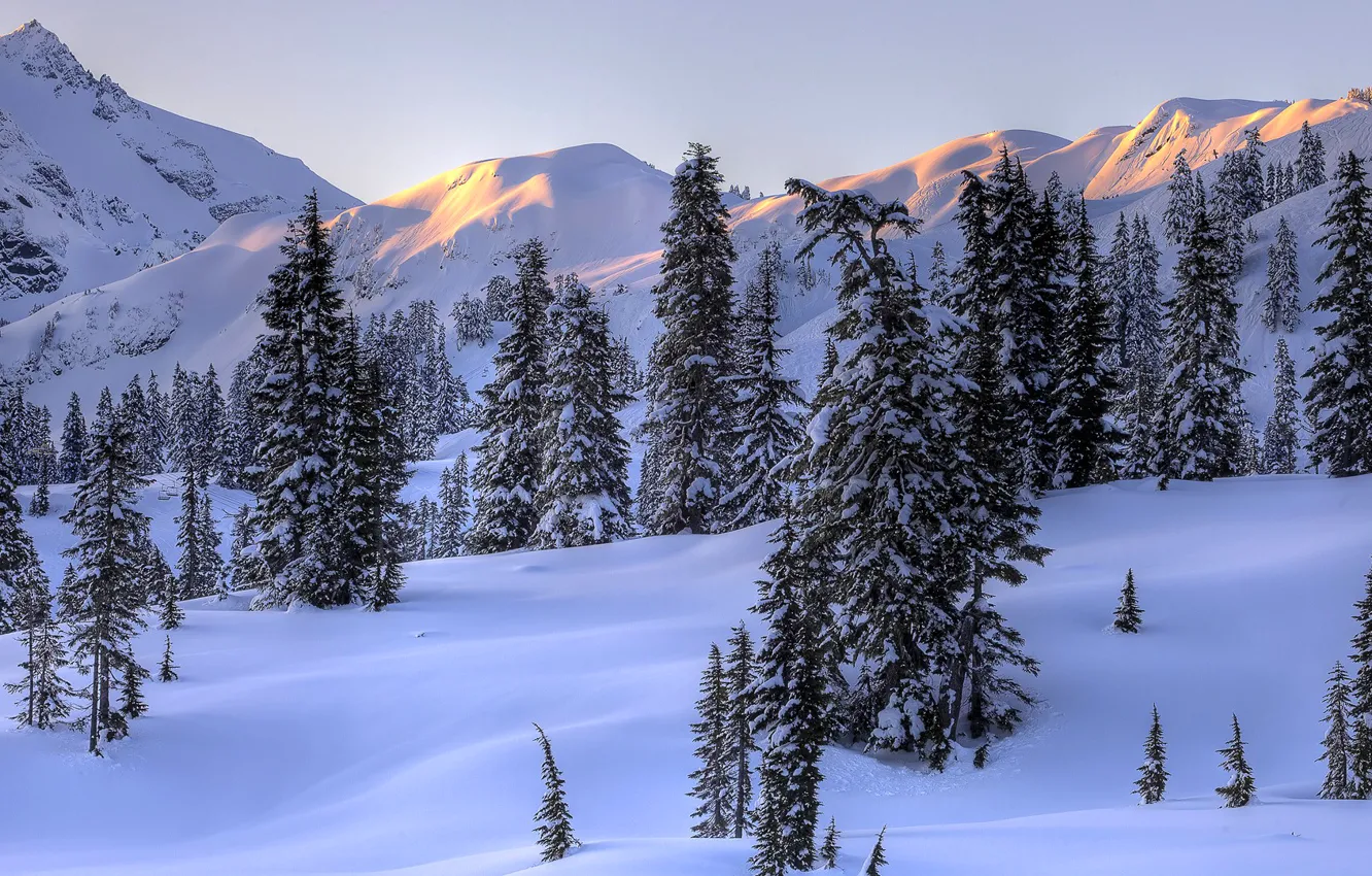 Фото обои зима, небо, снег, деревья, пейзаж, горы, ель, склон