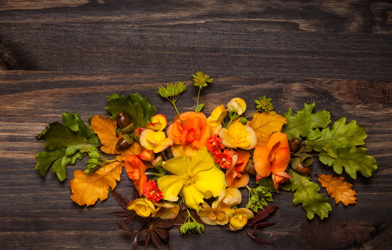 Фото обои осень, листья, цветы, wood, flowers, autumn, leaves, композиция