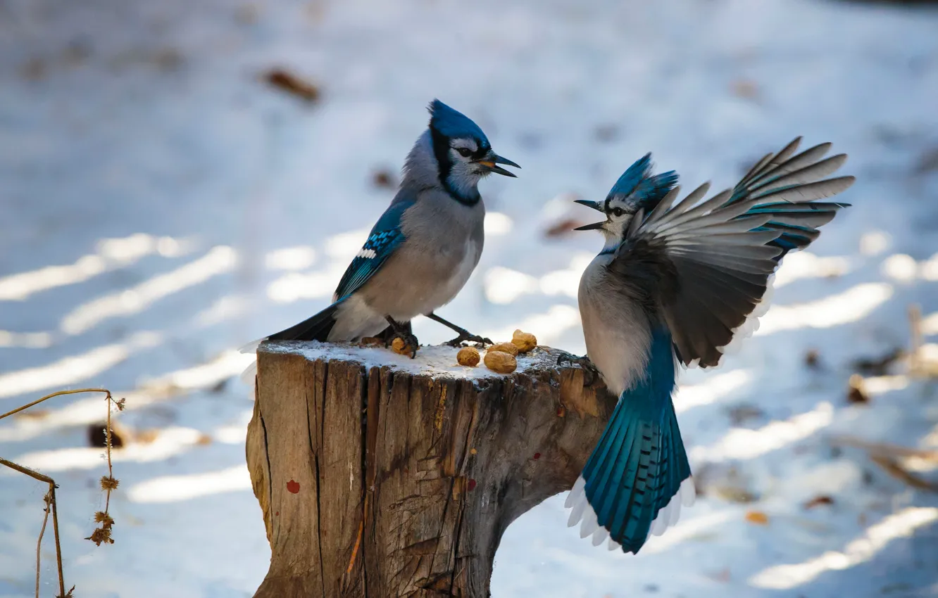 Фото обои зима, птицы, пень, крылья, перья