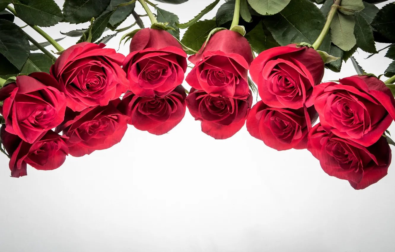 Фото обои отражение, фон, розы, бутоны
