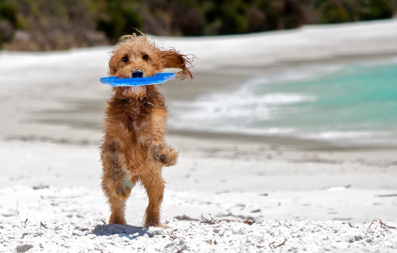 Фото обои пляж, игра, Собака, веселье