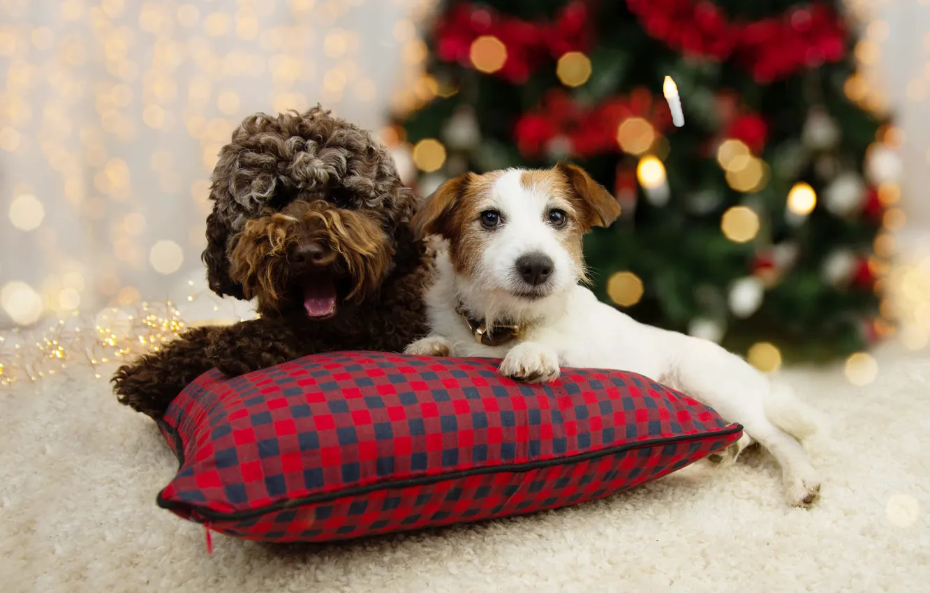 Фото обои собаки, взгляд, огни, поза, вместе, собака, Рождество, пара