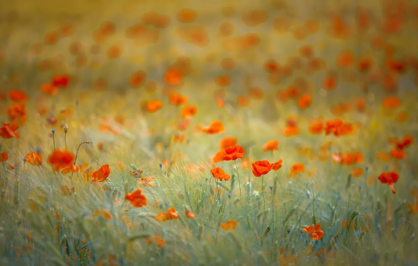 Фото обои поле, цветы, красный, поляна, рожь, маки, колосья, злаки