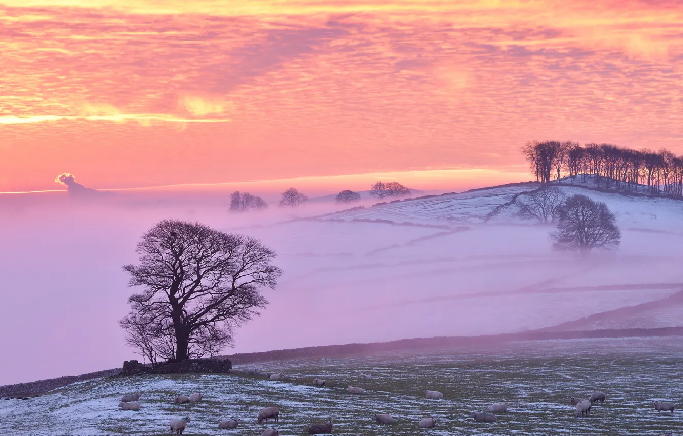 Фото обои зима, туман, овцы, утро