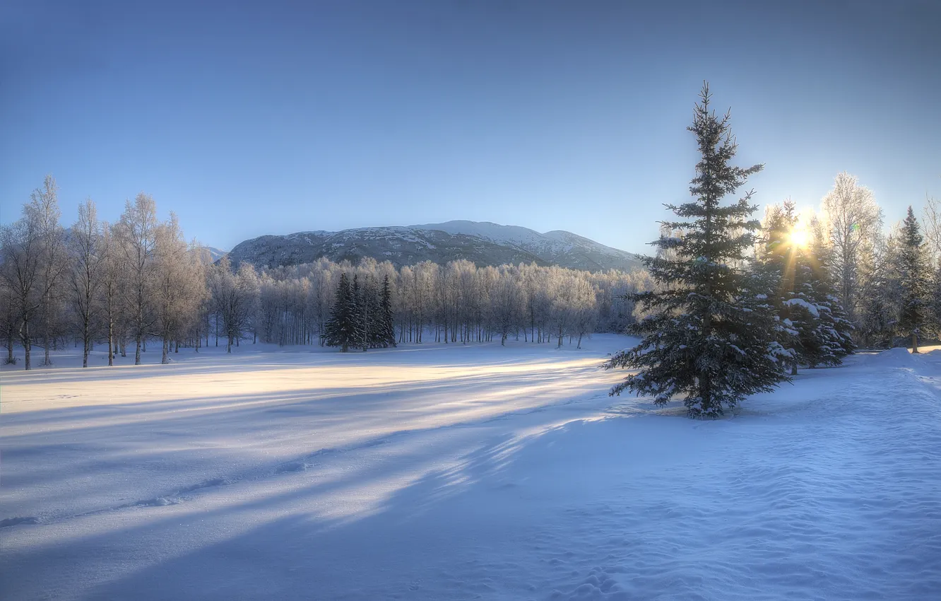 Фото обои зима, деревья, пейзаж, закат