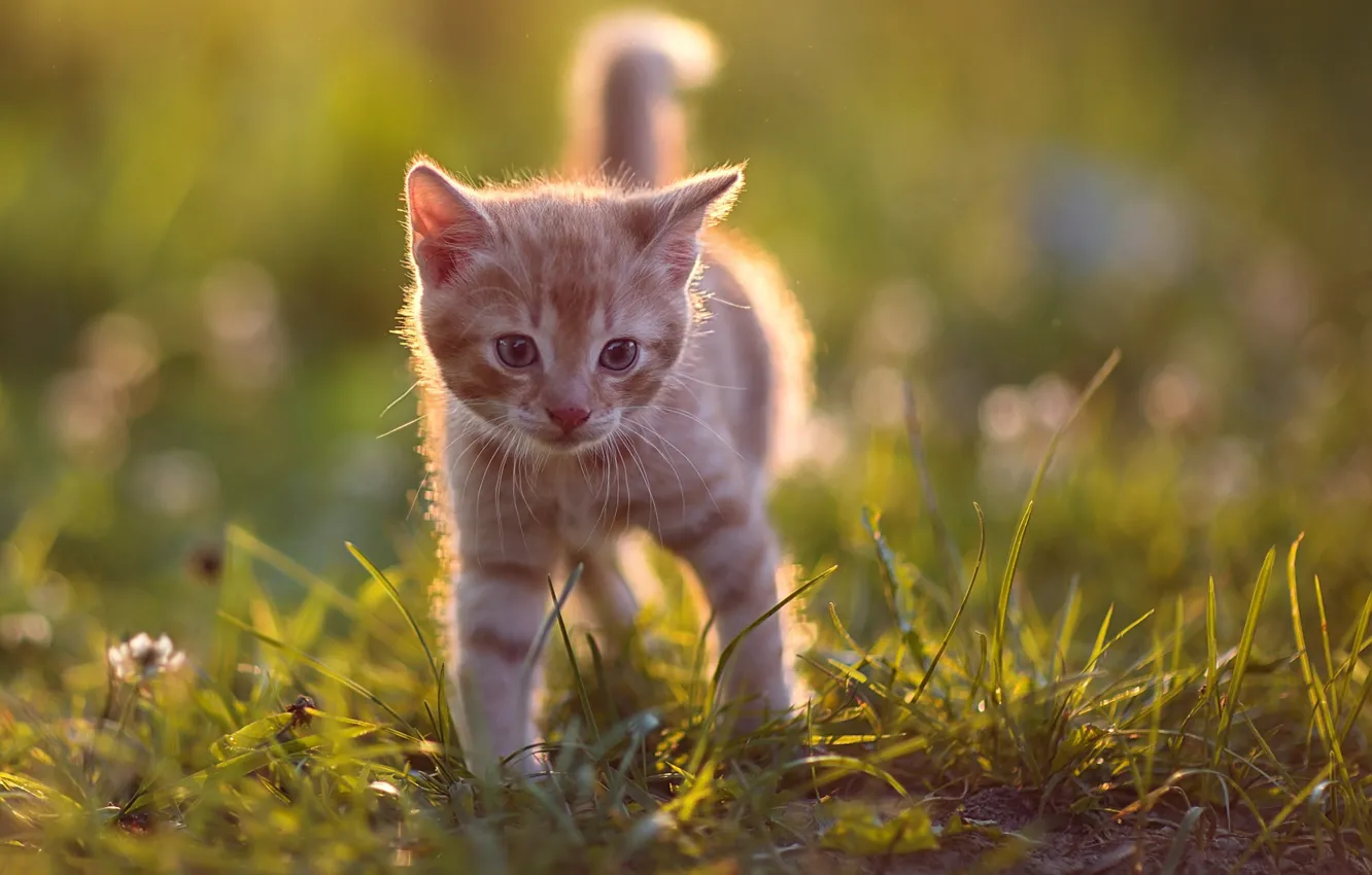 Фото обои трава, малыш, рыжий, котёнок, боке