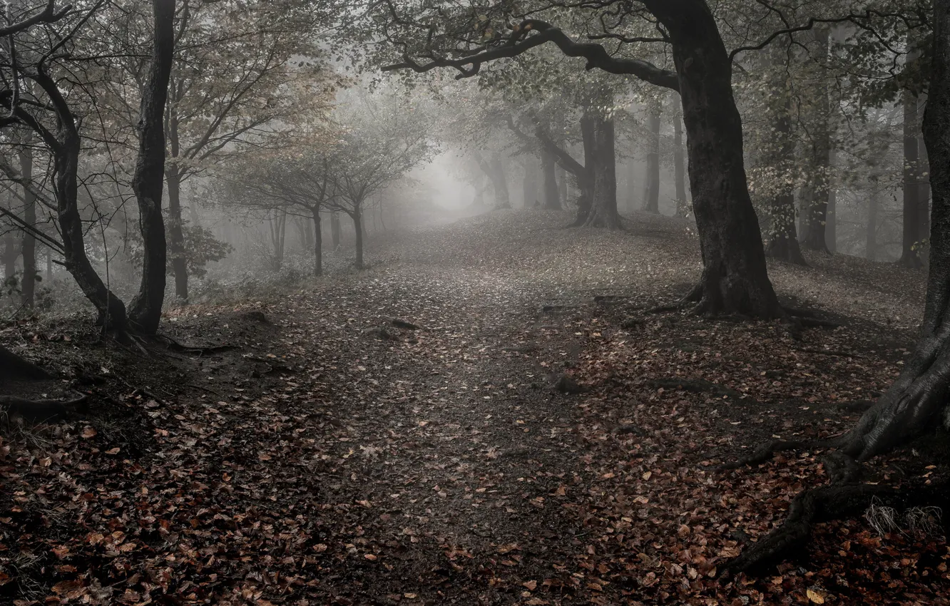 Фото обои грусть, осень, лес, листья, деревья, туман