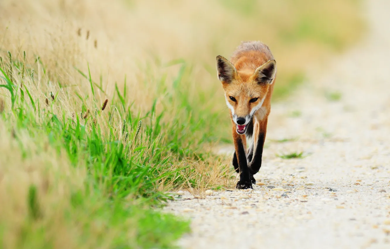 Фото обои трава, животное, лиса, fox, рыжая лиса