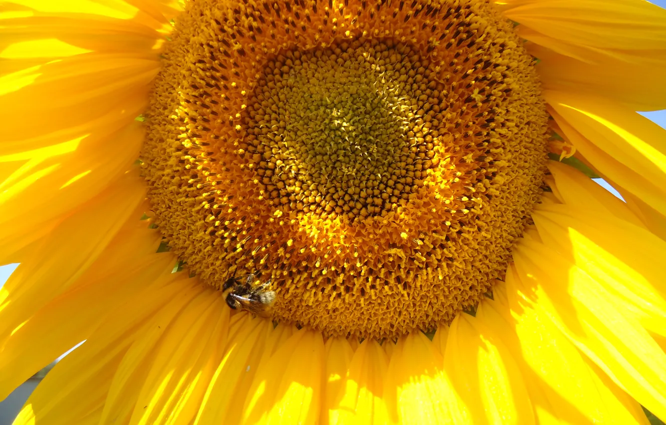 Фото обои лето, небо, пчела, подсолнух
