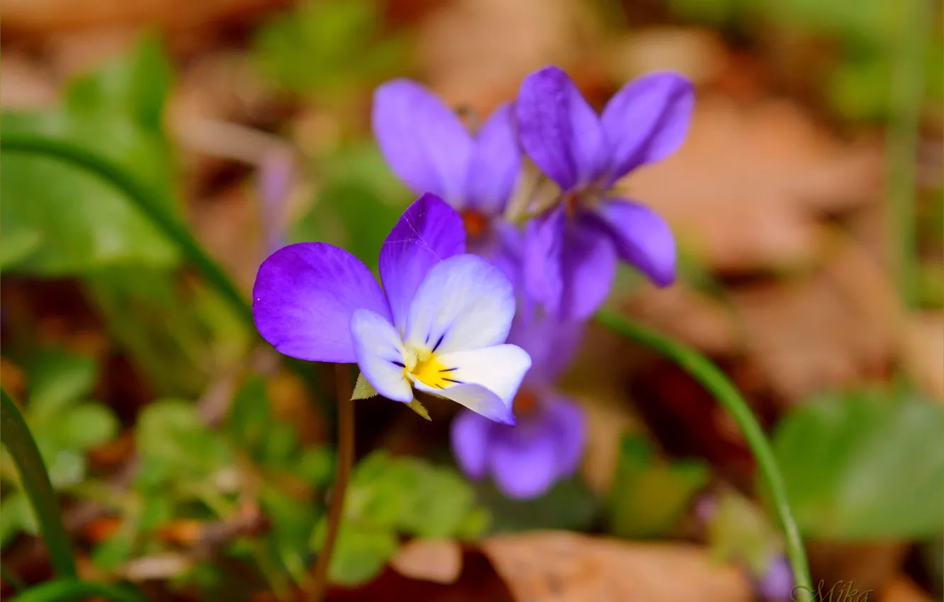 Фото обои Flowers, Фиолетовые цветы, Purple flowers