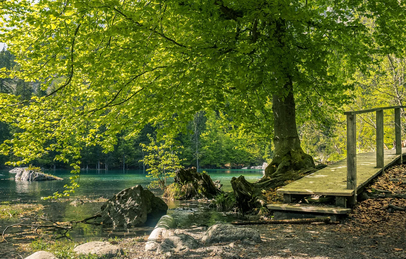 Фото обои зелень, лес, лето, солнце, деревья, озеро, камни, Франция