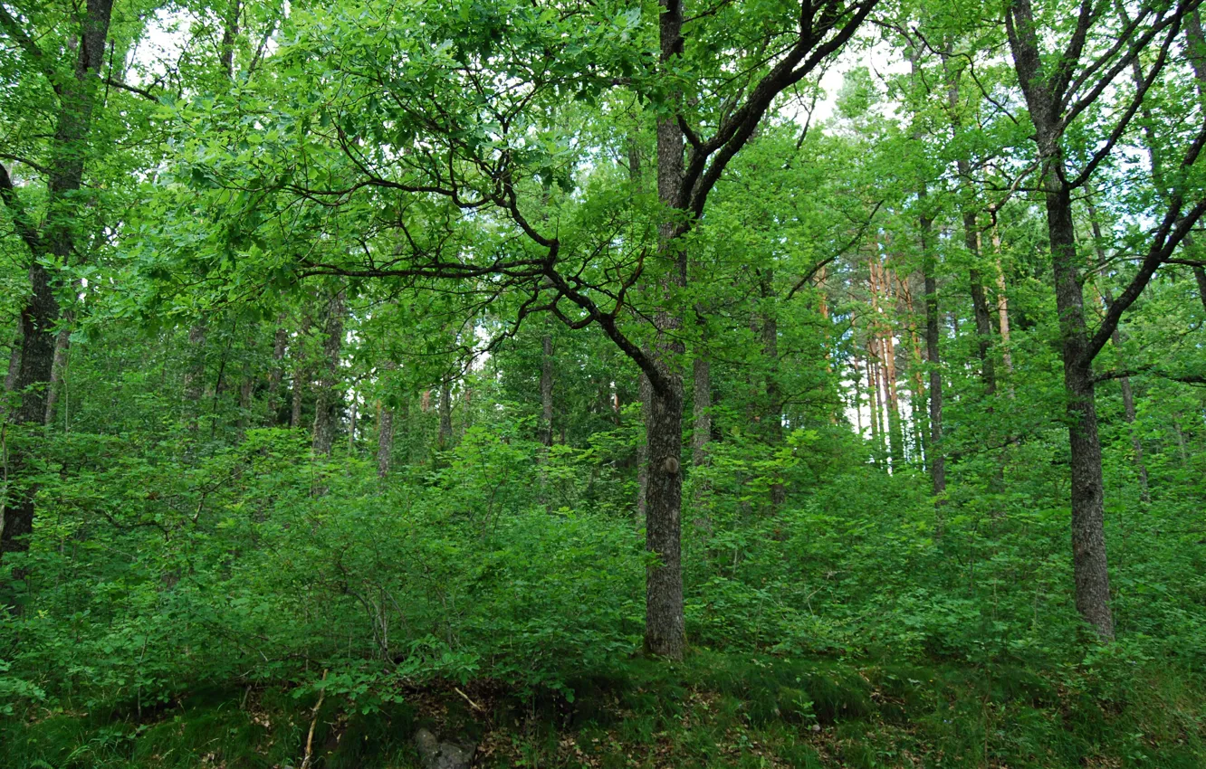 Фото обои зелень, лес, деревья, природа, green, forest, Nature, trees