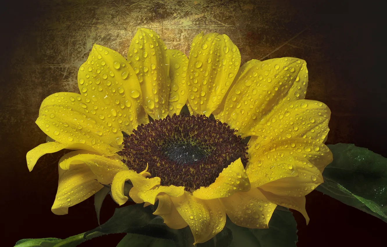 Фото обои капли, макро, подсолнухи, лепестки