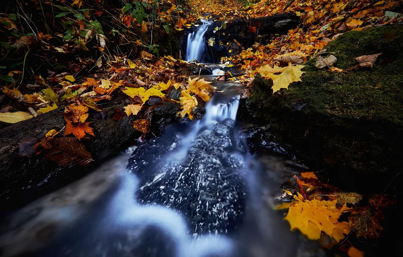 Фото обои осень, листья, ручей, камни, водопад, Россия, Тульская область, Водопад Громок
