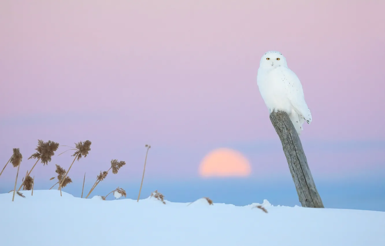 Фото обои зима, небо, солнце, снег, закат, природа, птица, столб