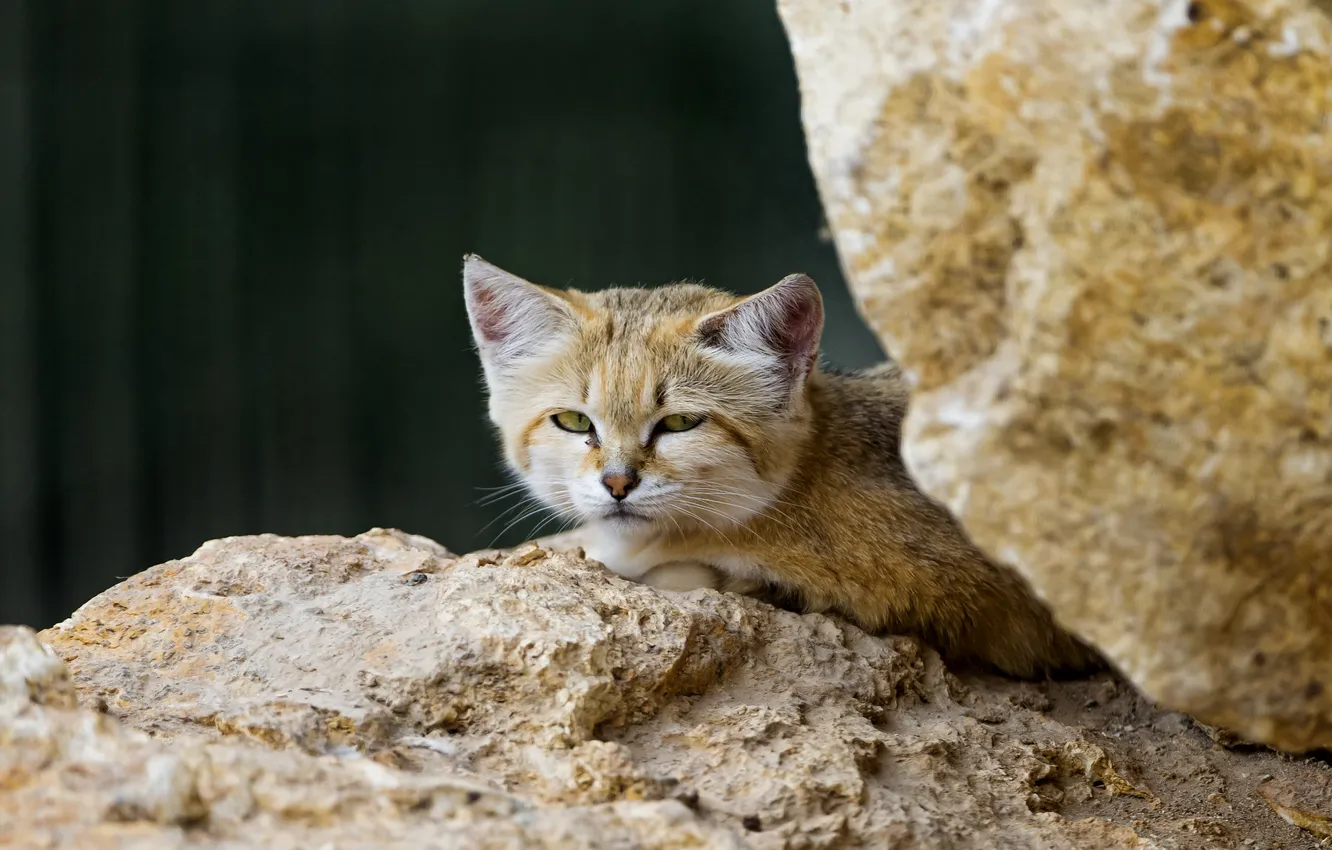 Фото обои кошка, камни, песчаный кот, ©Tambako The Jaguar, барханная кошка