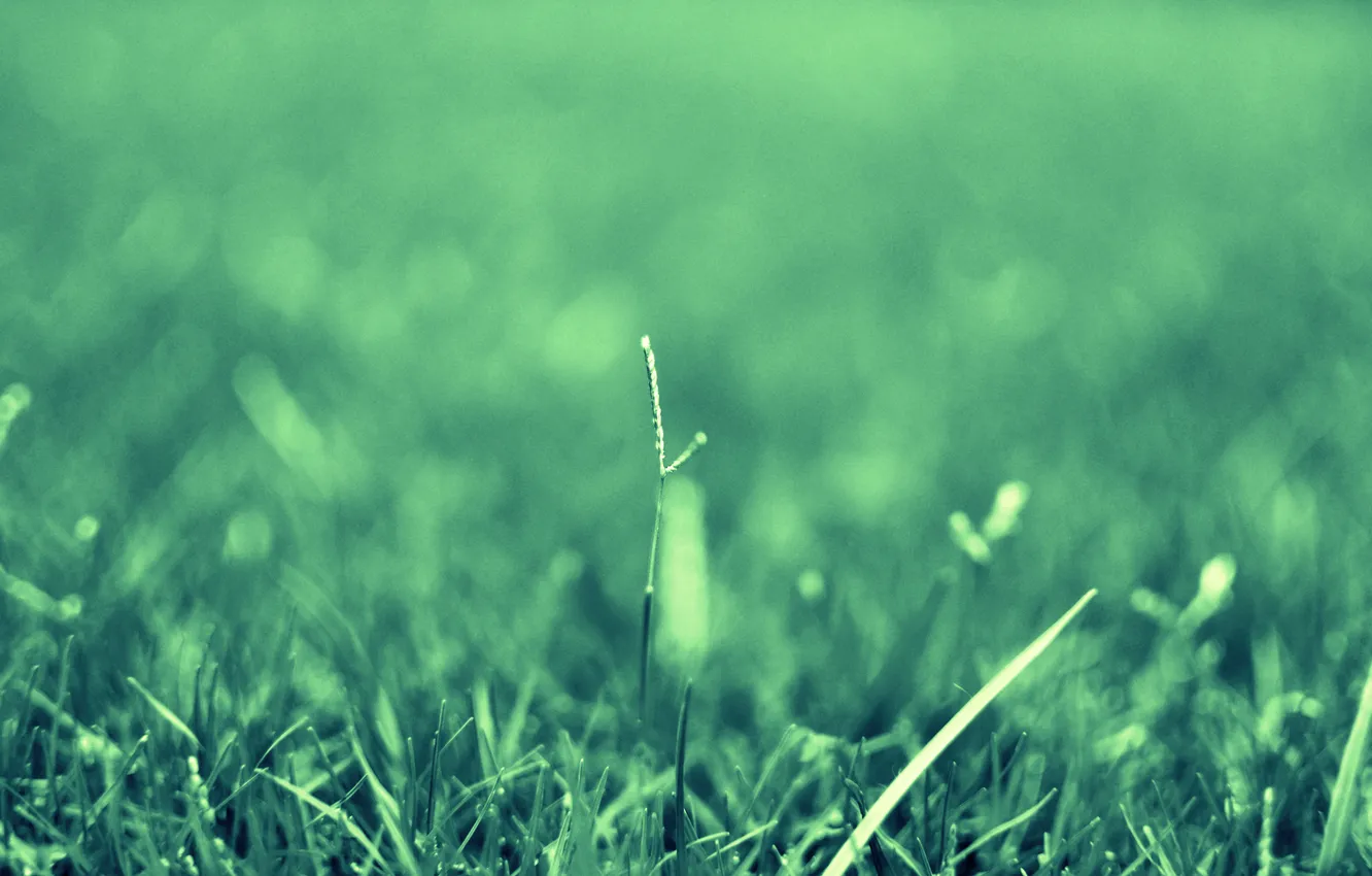 Фото обои зелень, трава, капли, макро, природа, роса, растения