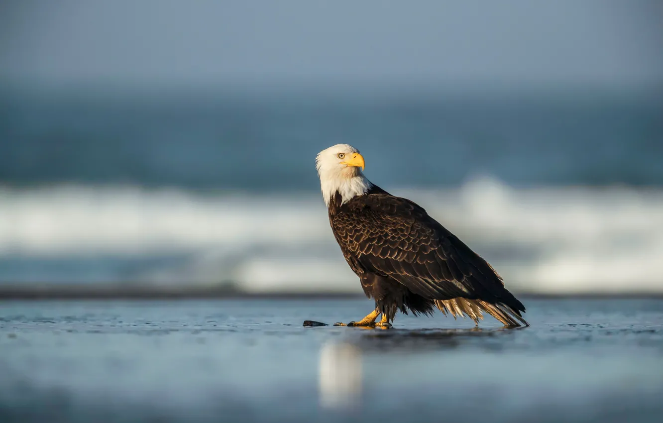 Фото обои море, птица, берег, водоем, белоголовый орлан