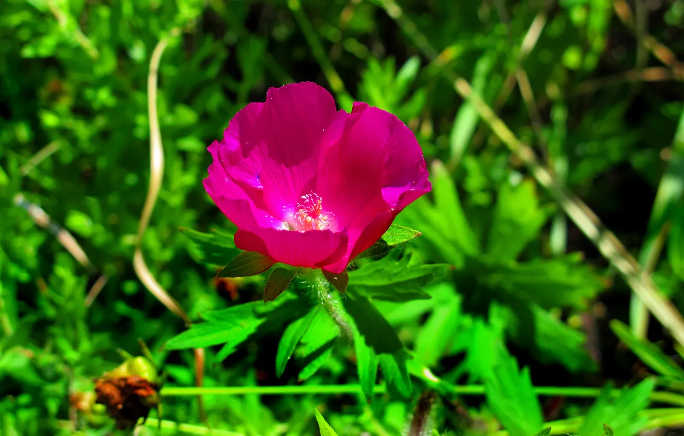 Фото обои Цветок, Flower, Leaves
