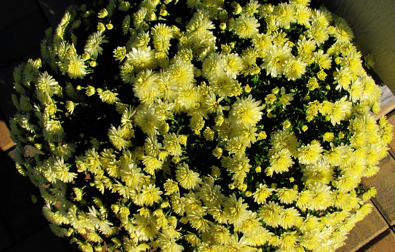 Фото обои цветы, хризантемы, жёлтые