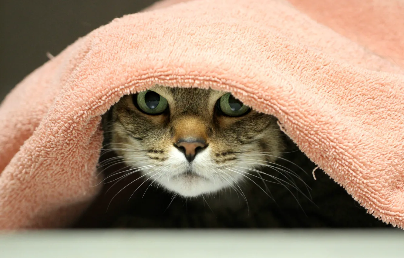 Фото обои глаза, кот, полотенца