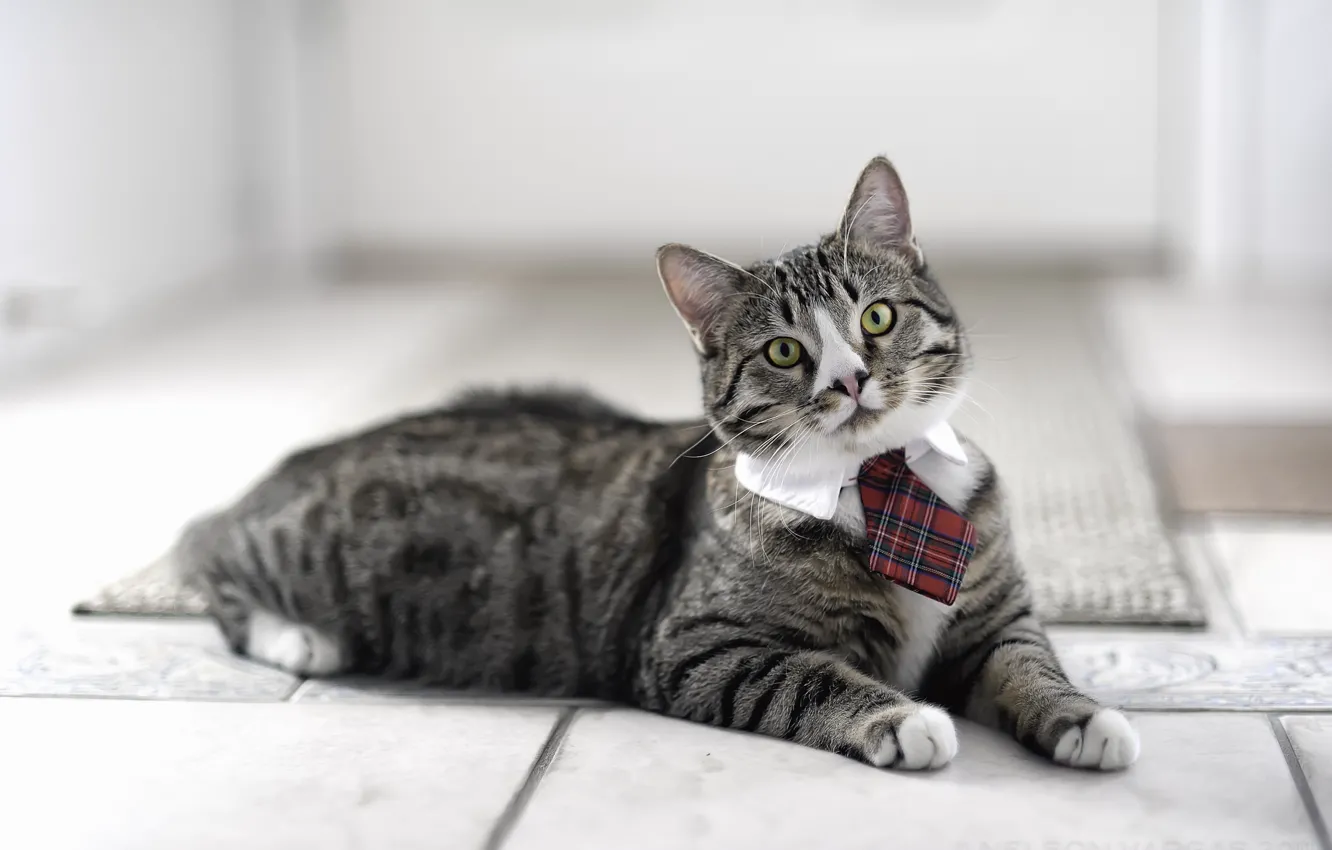 Фото обои кот, галстук, смотрит, котэ