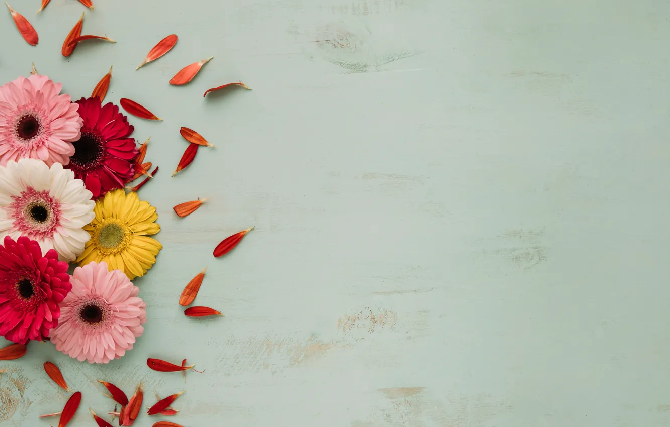 Фото обои цветы, лепестки, герберы, бутоны, wood, petals, gerberas