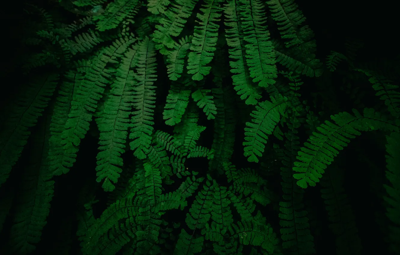 Фото обои nature, night, leaves