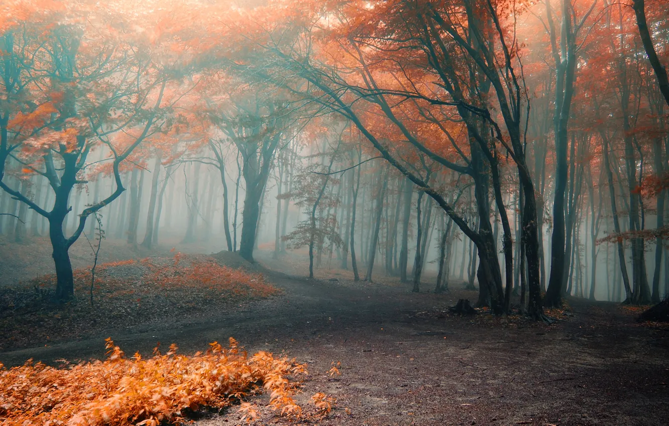 Фото обои осень, лес, листья, деревья, ветки, природа, туман, оранжевые