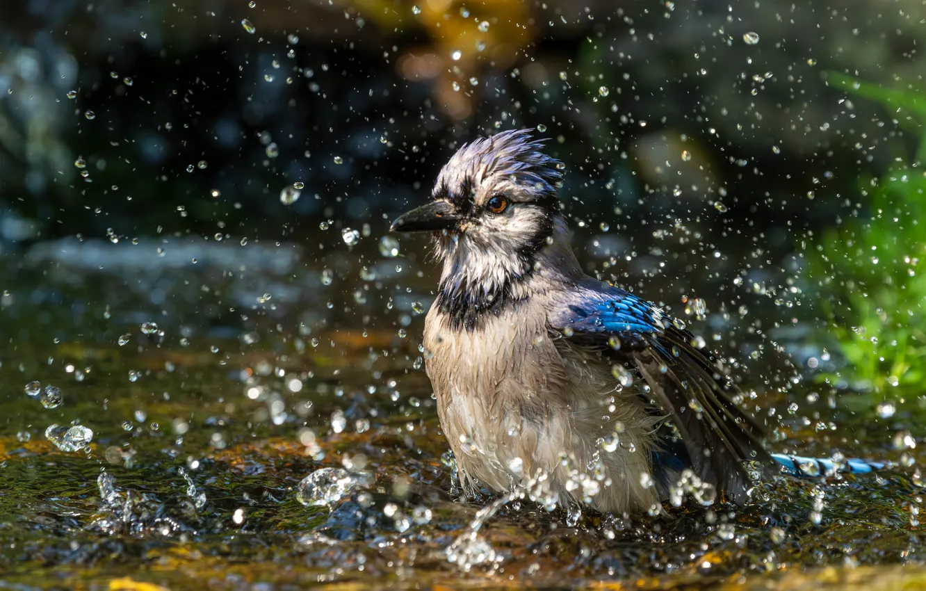 Фото обои вода, капли, брызги, птица