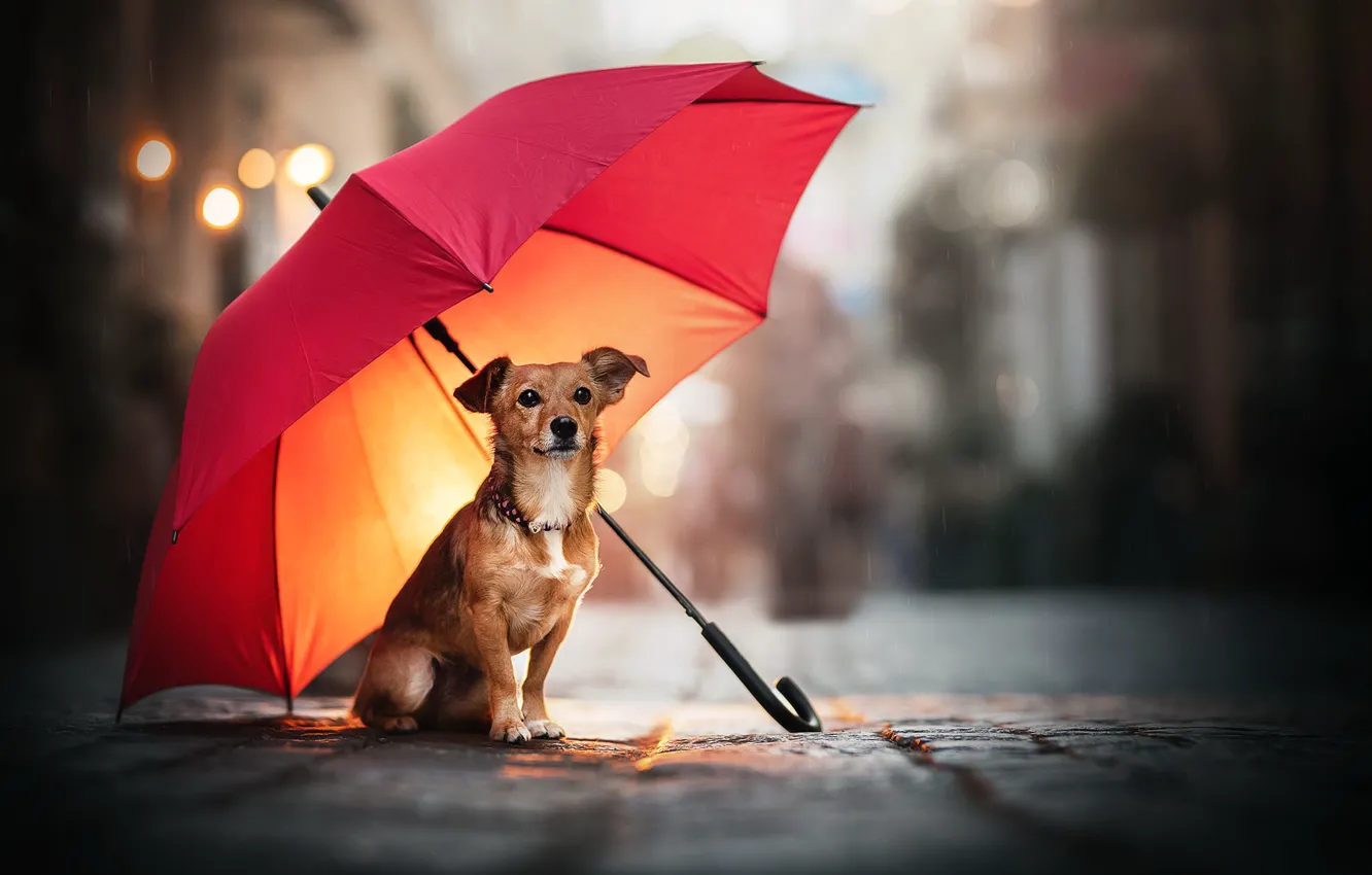 Фото обои улица, собака, зонт