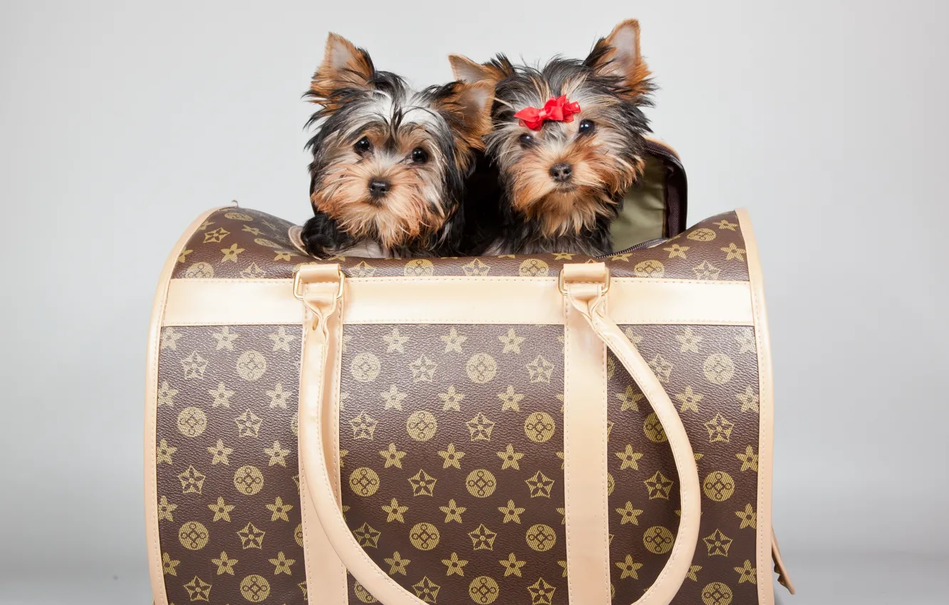 Фото обои щенки, сумка, бантик, терьеры, луи вуитон