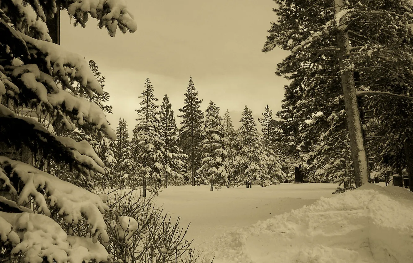 Фото обои зима, лес, снег, природа, winter, sepia