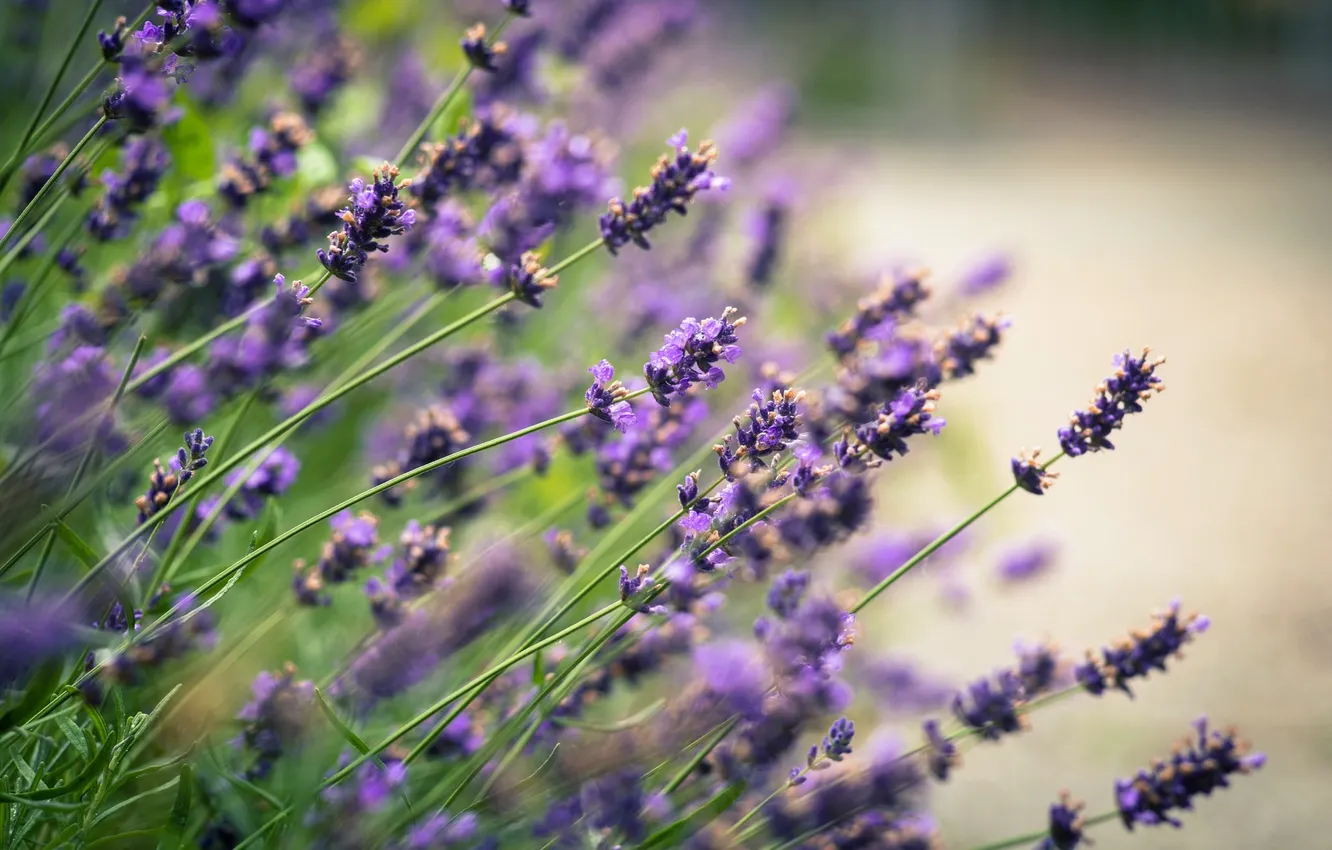 Фото обои цветы, блики, размытость, лаванда, сиреневые, lavender