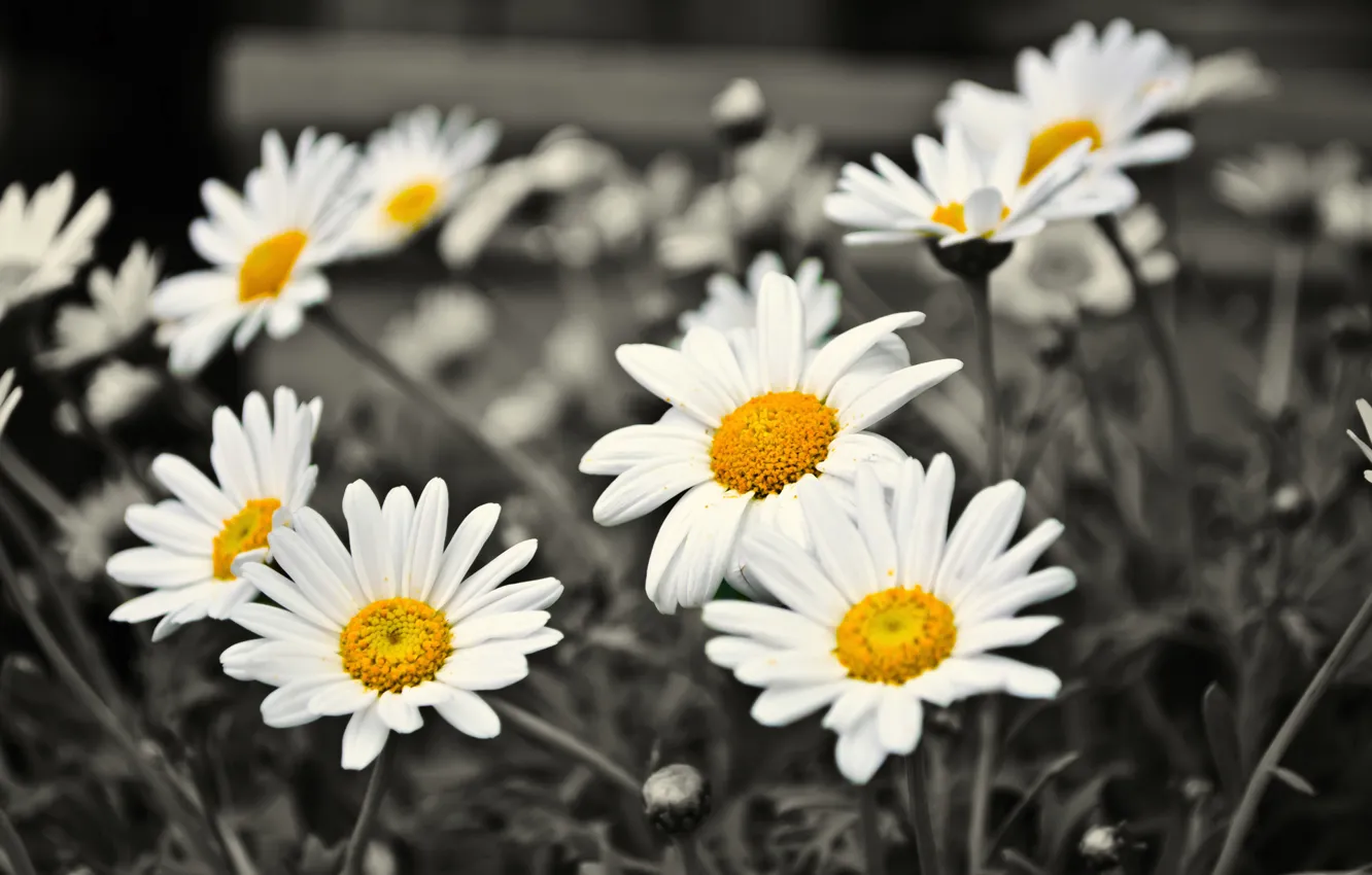 Фото обои цветы, ромашки, чёрно-белое