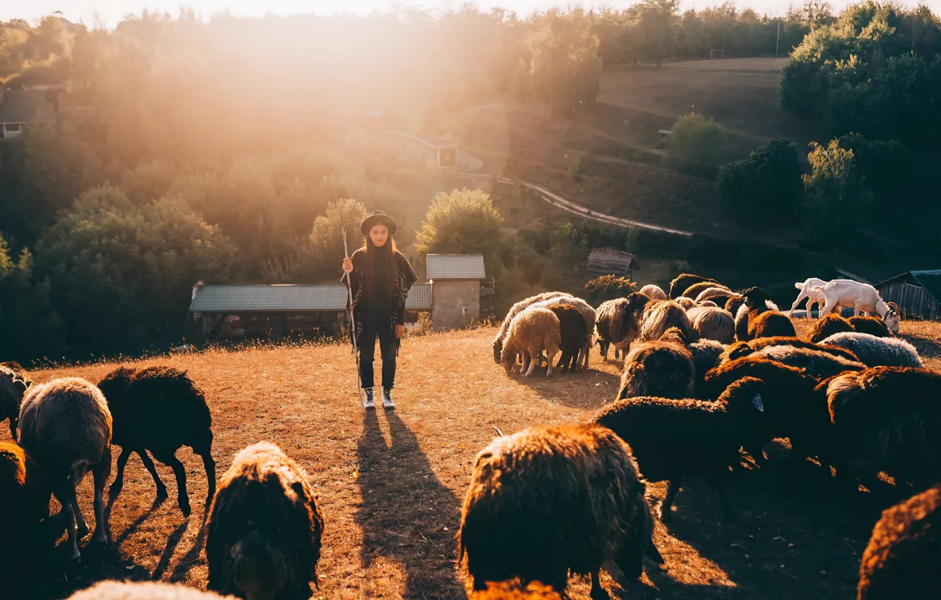 Фото обои sheep, female, shepherd, flock