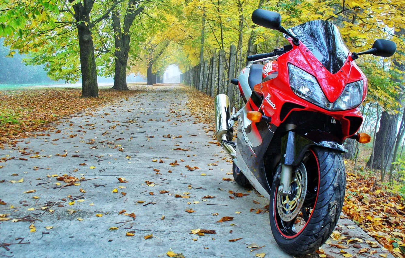 Фото обои осень, Мотоцикл, Honda, аллея, CBR, CBR600F4i, эфка