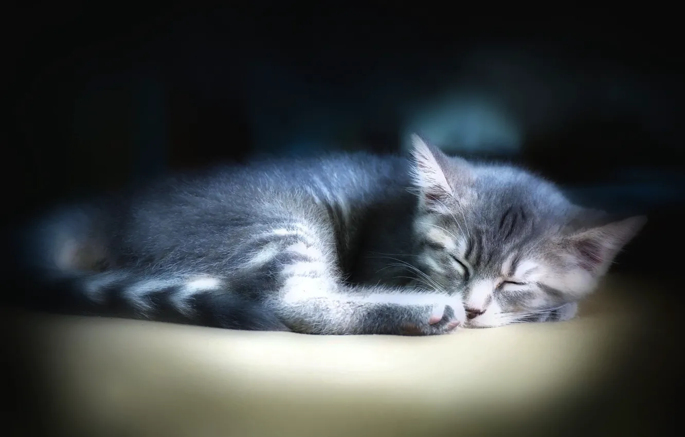 Фото обои кошка, кот, темный фон, котенок, серый, сон, спит, лежит