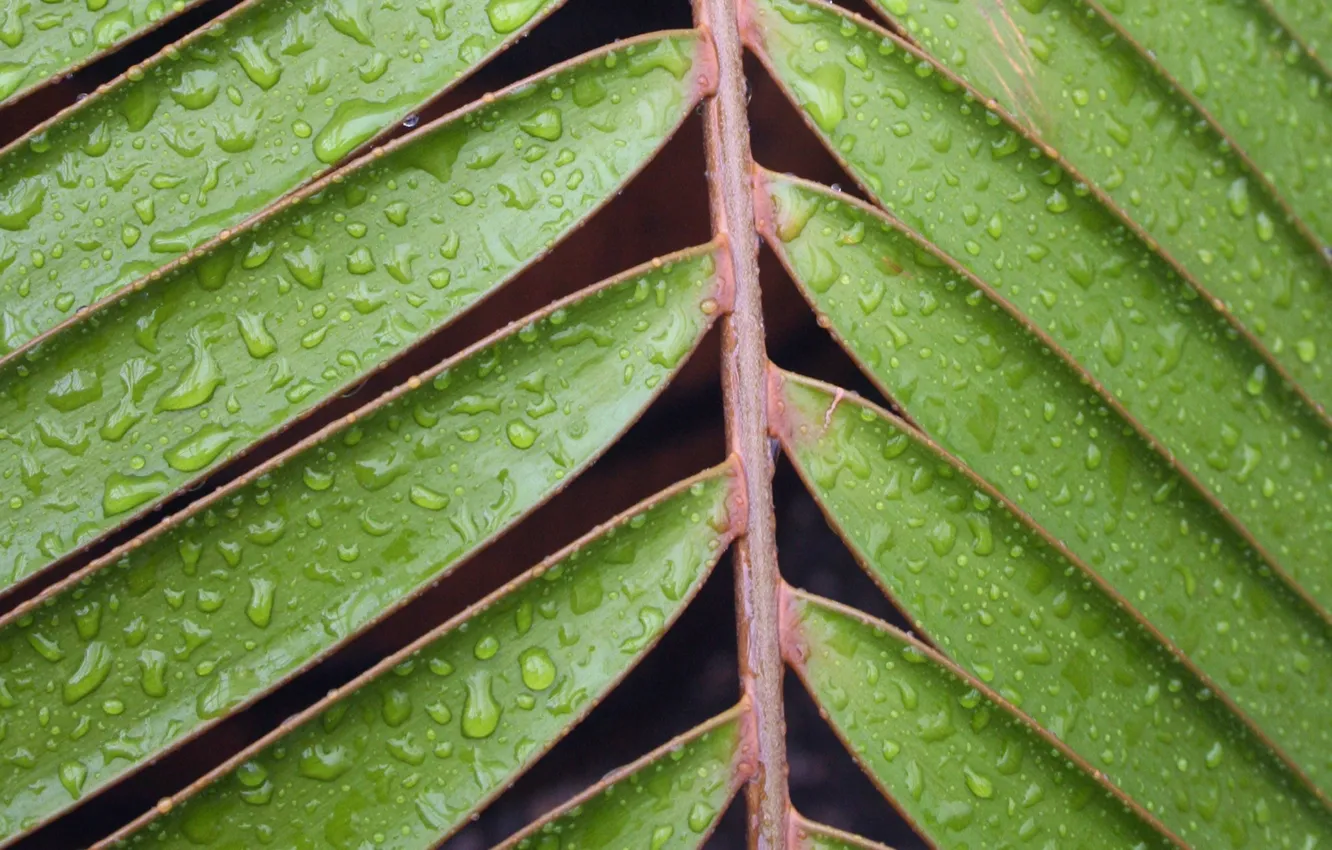 Фото обои water, leaves, plant, moisture