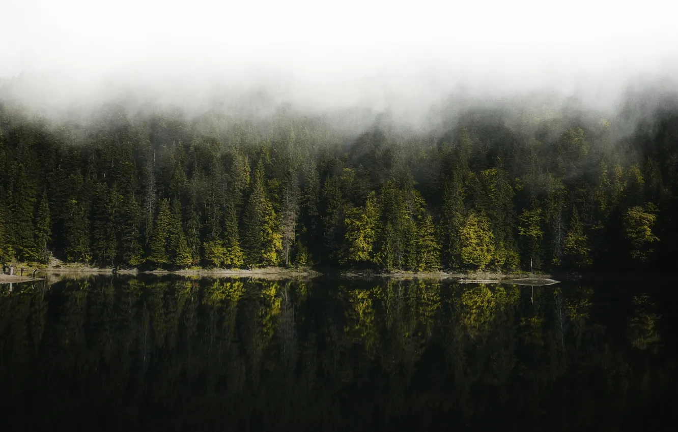 Фото обои forest, nature, lake, reflection