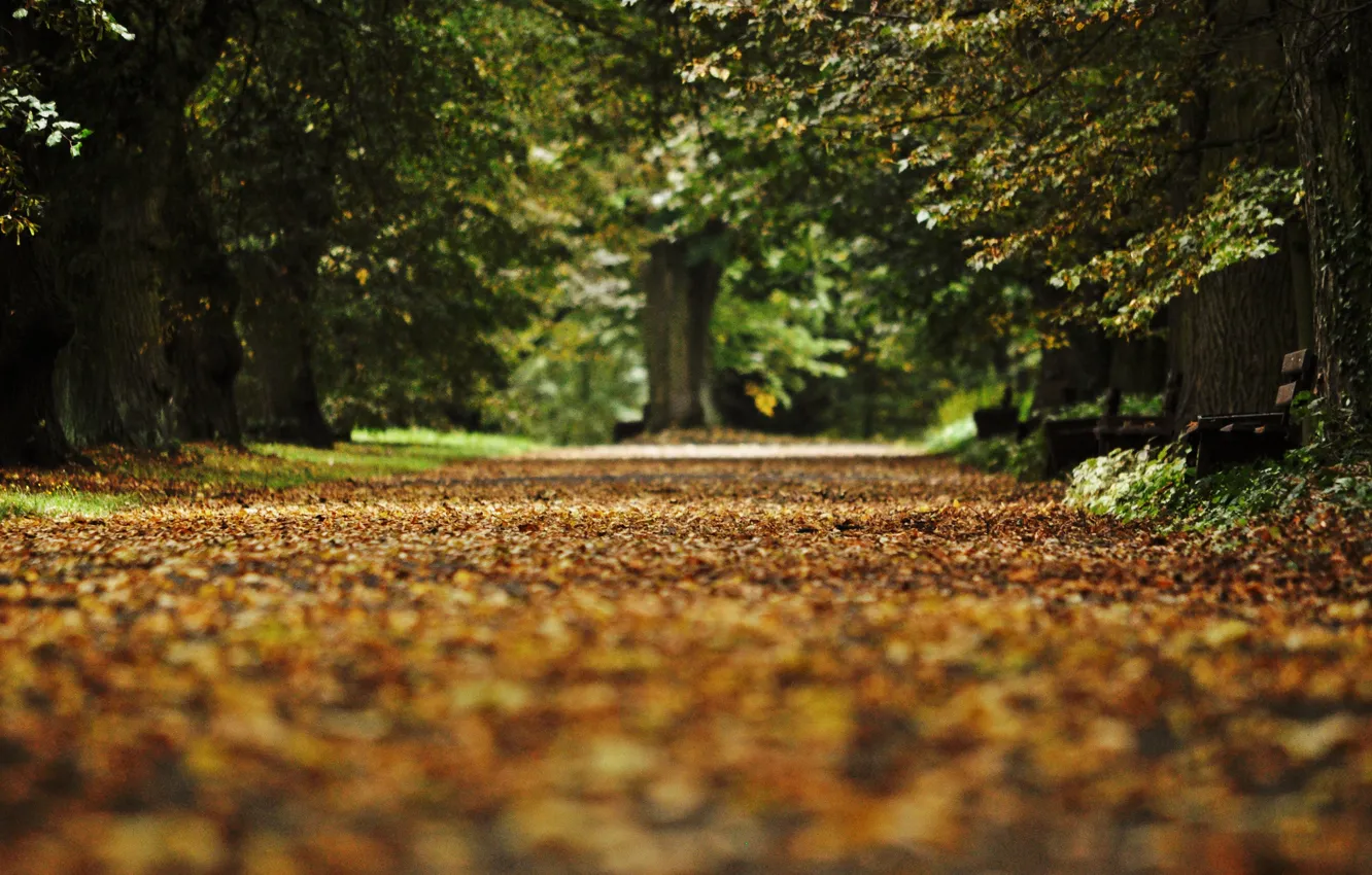 Фото обои осень, листья, скамейка, парк, аллея, опавшие