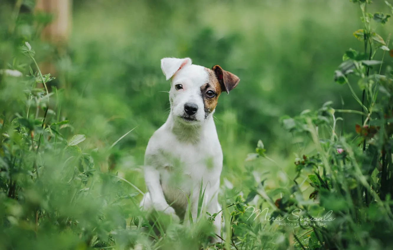 Фото обои трава, портрет, собака, щенок, пёсик, Парсон Рассел Терьер