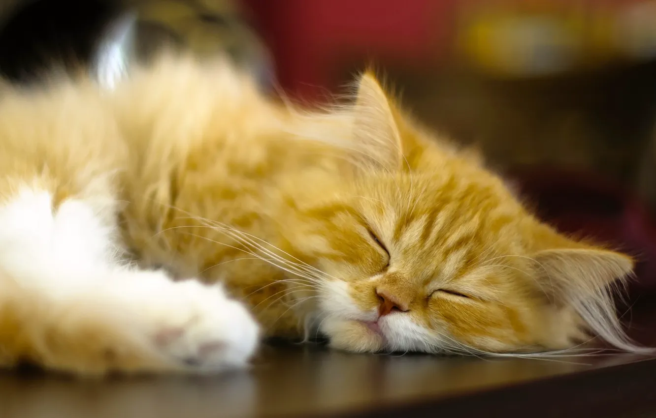 Фото обои кошка, сон, рыжая, спящая, персидская кошка