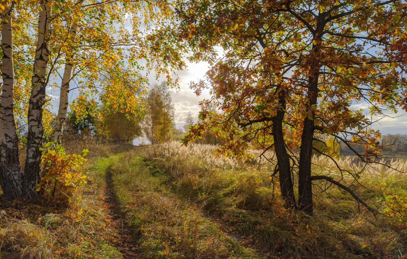 Фото обои дорога, осень, лес, деревья, ветки, природа, туман, поляна