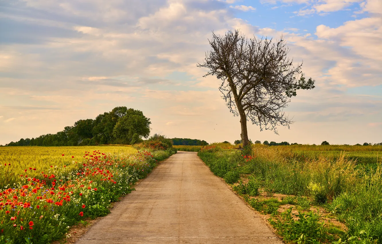Фото обои road, landscape, three, path, poppies, wildflowers