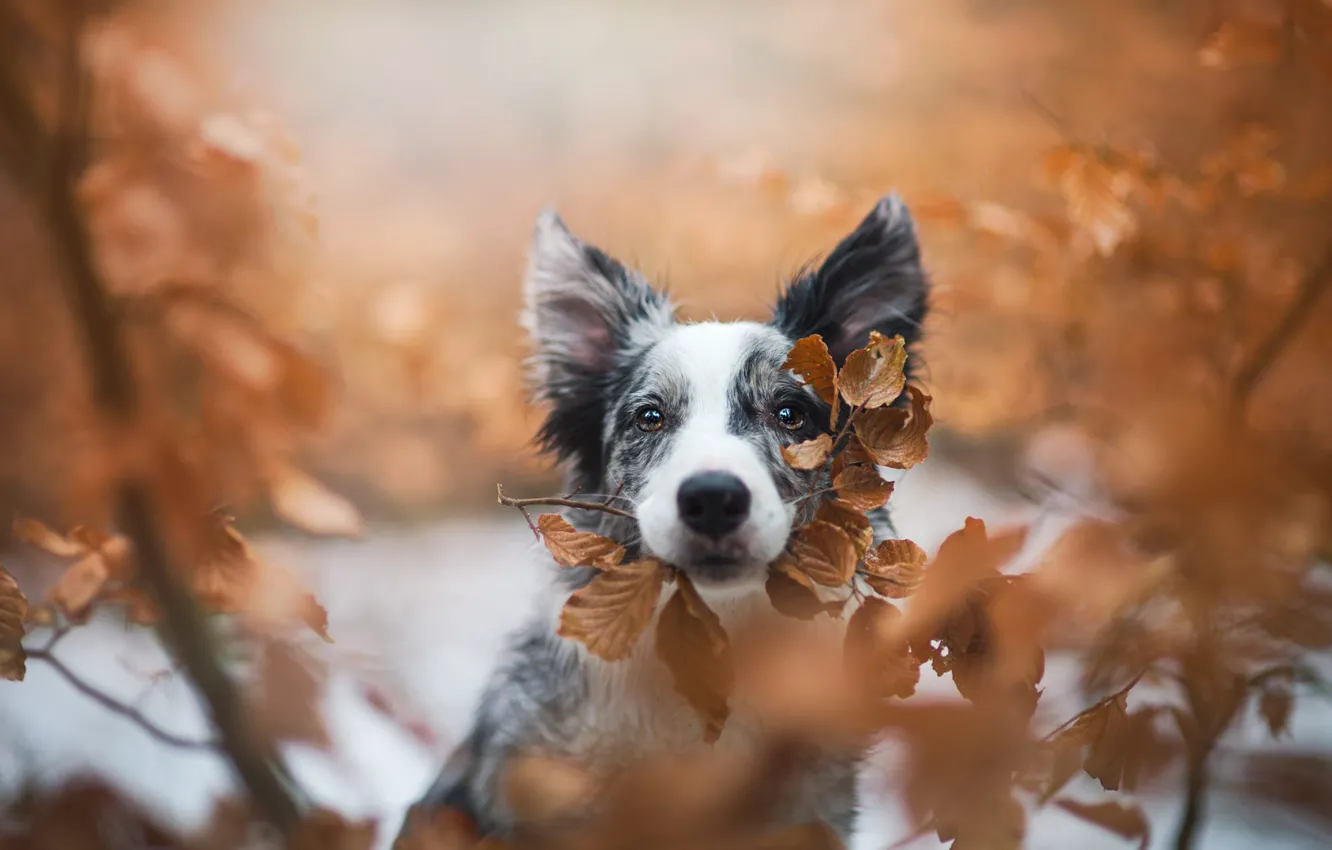Фото обои осень, взгляд, листья, ветки, фон, портрет, собака, щенок
