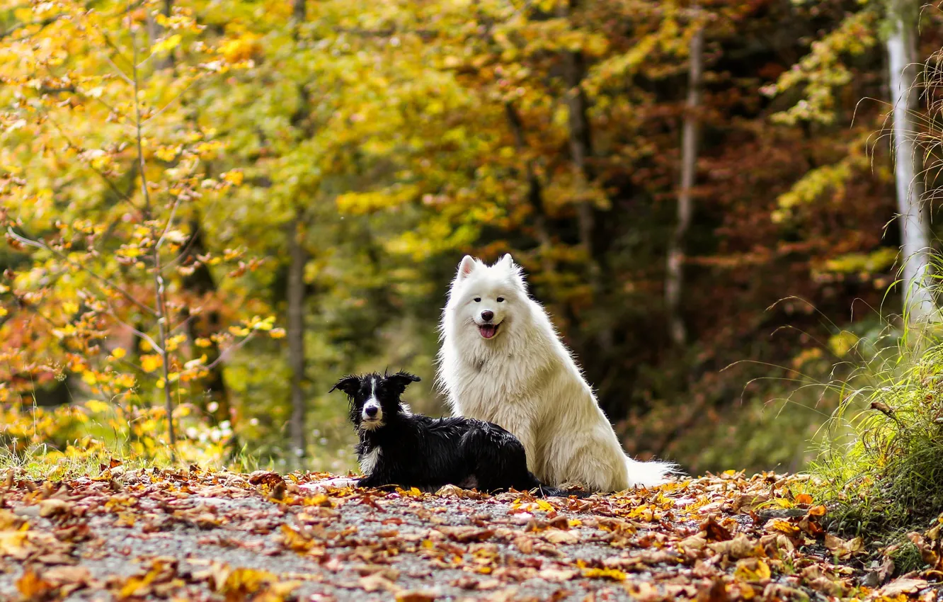 Фото обои осень, лес, собаки, листья, природа, две, пара, парочка