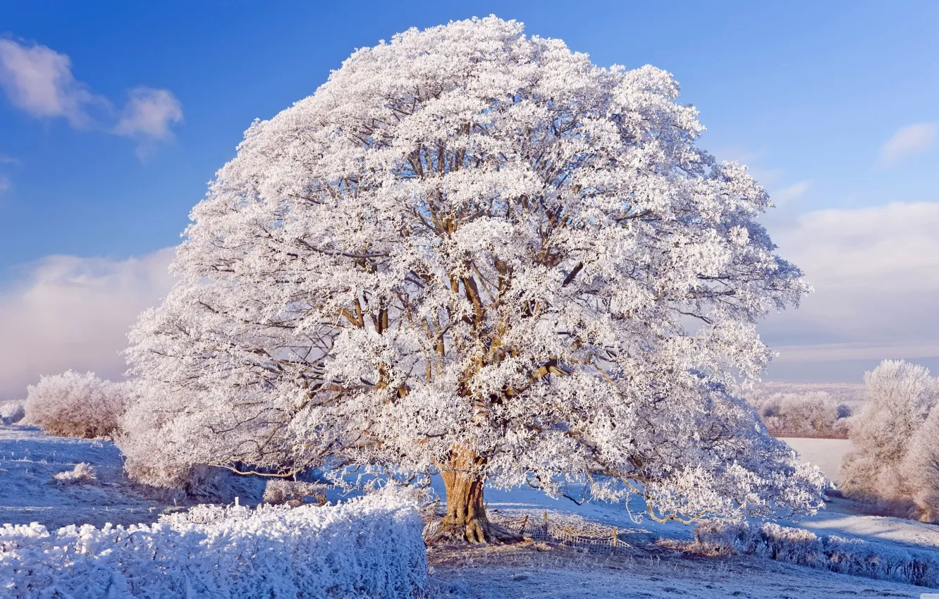 Фото обои nature, winter, big tree, snowfrost
